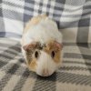 Harry, 1 year old female