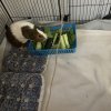 Rehoming 2 Female Guinea Pigs Due to Move
