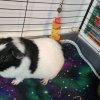2 male guinea pigs need a good home