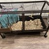Two Five Year Old Male Bonded Pair