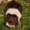 ❤️Female Bonded Duo 6 and 7 y/o❤️