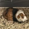 Bonded Pair! Two (2) Male Guinea Pigs