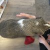 Four Young Guinea Pigs for rehoming