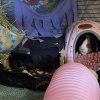 4 Sweet Female guinea pigs need your love