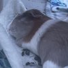 Rehome my 4 girl guinea pigs