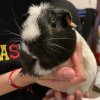 2 Bonded Female Guineapigs looking for home