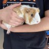 2 adult female guinea pigs - super cute