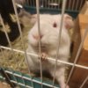 1.5 yr Old Albino Male Bonded Pair