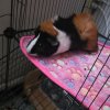 Rehoming Amazing Guinea pigs