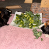 Two Fixed (Boy &amp;amp; Girl) 4 y/o Abyssinians!
