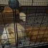 3 bonded females for rehoming
