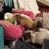 Bingo &amp;amp; Flo, Bonded Females