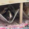 Three Young Female Guinea Pigs in Ottawa