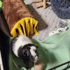 Ori &amp;amp; Yin (Bonded Males)