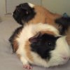 Have A Heart Guinea Pig Rescue- NJ/NJ/PA/DE