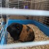 Rehoming 2 Bonded Males w/supplies