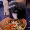 Two sweet and cute male bonded Guinea Pigs