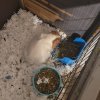 Sweet guinea pig needs a new home.