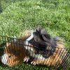 Bonded Male Guinea Pigs 1 year old