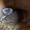 Two Male Guineas Pigs needing home ASAP