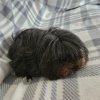 Sissy, 1 year old female