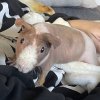 Two “Skinny” (Hairless) Guinea Pigs Available