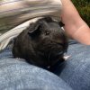Two-month old brothers - Hand-raised