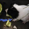 Three Young Males Looking for a Great Home