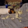 3 male guinea pigs, cant care for due to baby