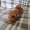 Molly - Unspayed female, 6 years old