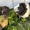 Rehome 3 male guinea pigs to right family