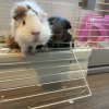 Two males with cage. Bonded duo.