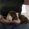 2 Bonded Female Guinea Pigs
