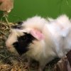 Two Male Bonded 4 Year Old Guinea Pigs