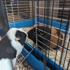 Rehoming 2 Bonded Males w/supplies