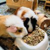 Two sweet female guinea pigs for sale