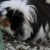 Two sweet bonded females need loving home