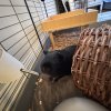 2 Bonded Male Guinea Pigs