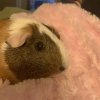 Rehoming 2 Female Bonded Guinea Pigs