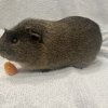 Two Five Year Old Male Bonded Pair