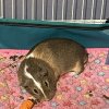 Male Guinea pig needs urgent rehoming