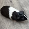 Child friendly healthy guinea pigs