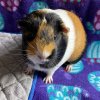 Female Piggy for Adoption