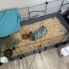 16 week old male Guinea Pig