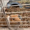 Two guinea pigs both boys Athens Ga