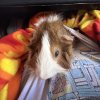 Two Mid Age Male Pigs