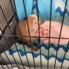 2 sweet bonded skinny pig males