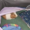 Three male guinea pigs needing a new home
