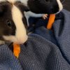 Two Female Guinea pigs for rehoming with fee