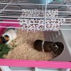 Two female guinea pigs, raised indoors